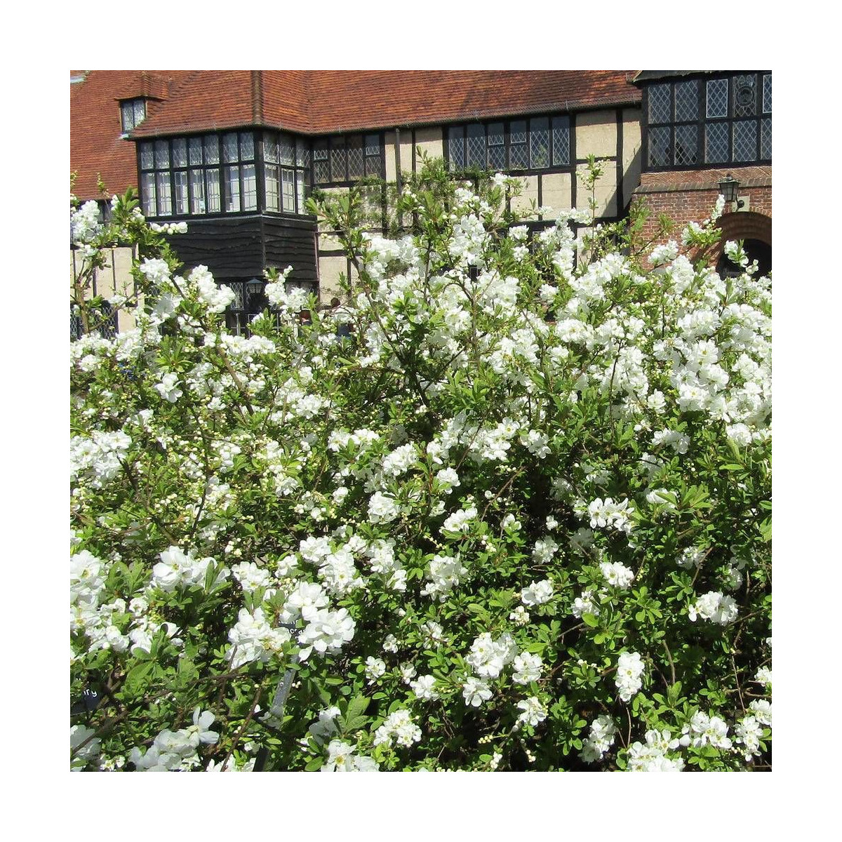 Arbre aux perles The Bride, Exochorda, Exocorde