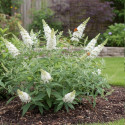 Arbre aux papillons blanc White Profusion, Buddleia