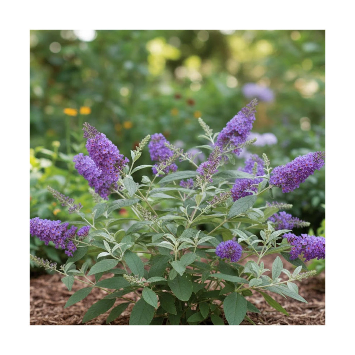 Arbre aux papillons Blue Chip JR® - SILENCE, ça pousse !, Buddleia Arbre aux papillons Blue Chip JR® - SILENCE, ça pousse !, Buddleia