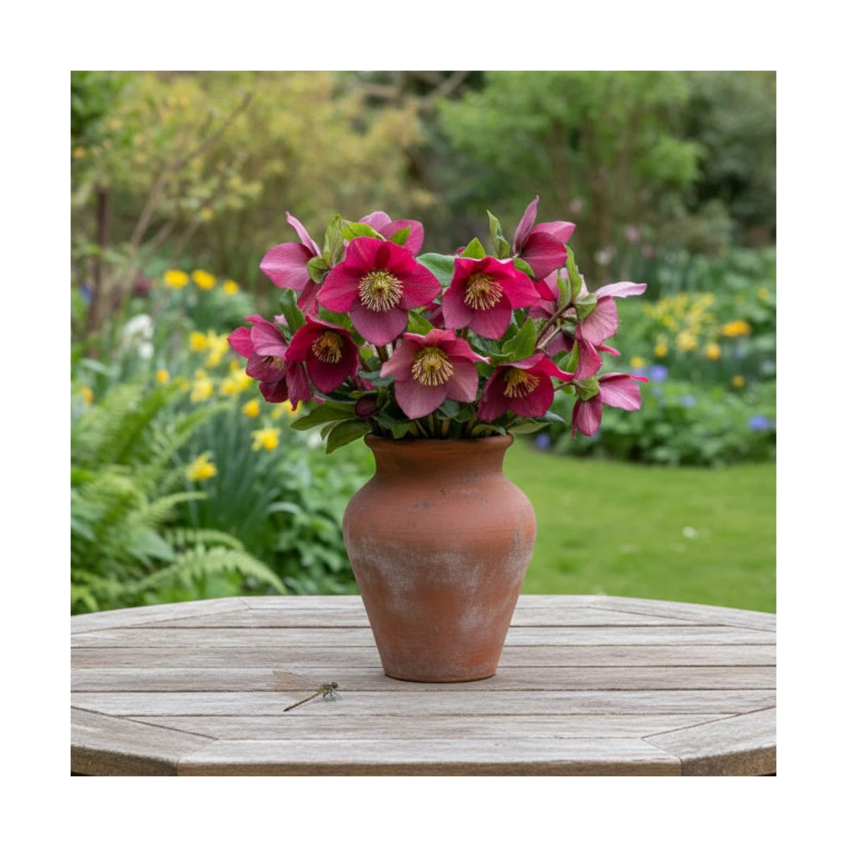 Hellébore HGC® Ice N' Roses® Bennotta Hellébore HGC® Ice N' Roses® Bennotta