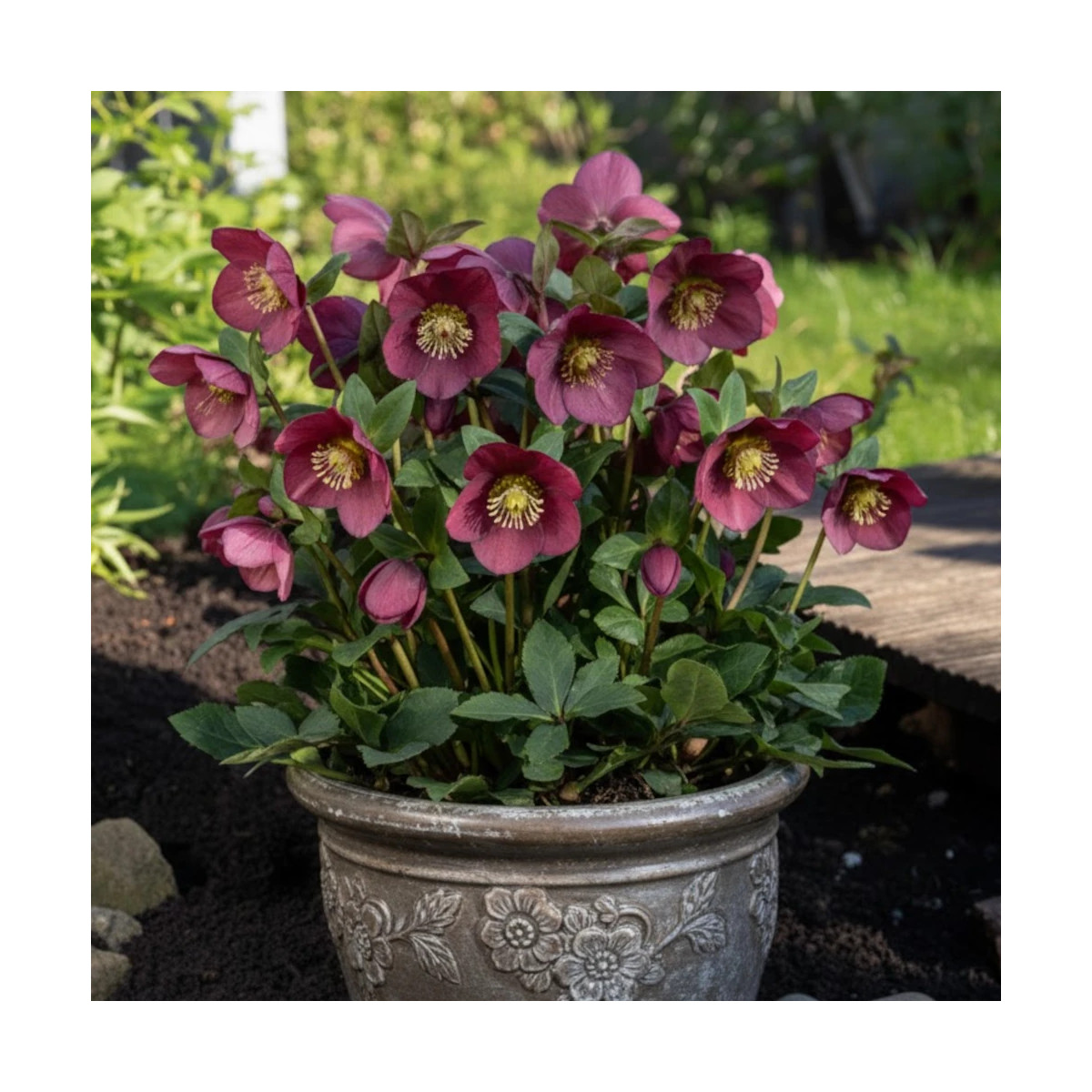 Hellébore HGC® Ice N' Roses® Bennotta Hellébore HGC® Ice N' Roses® Bennotta