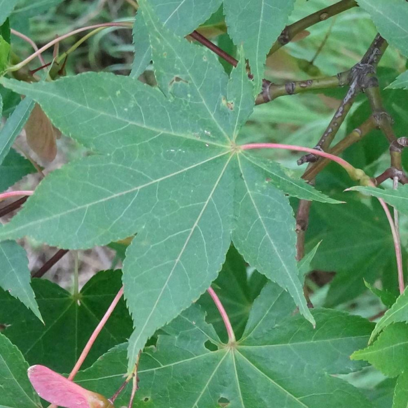 Érable du Japon Osakazuki, Acer palmatum