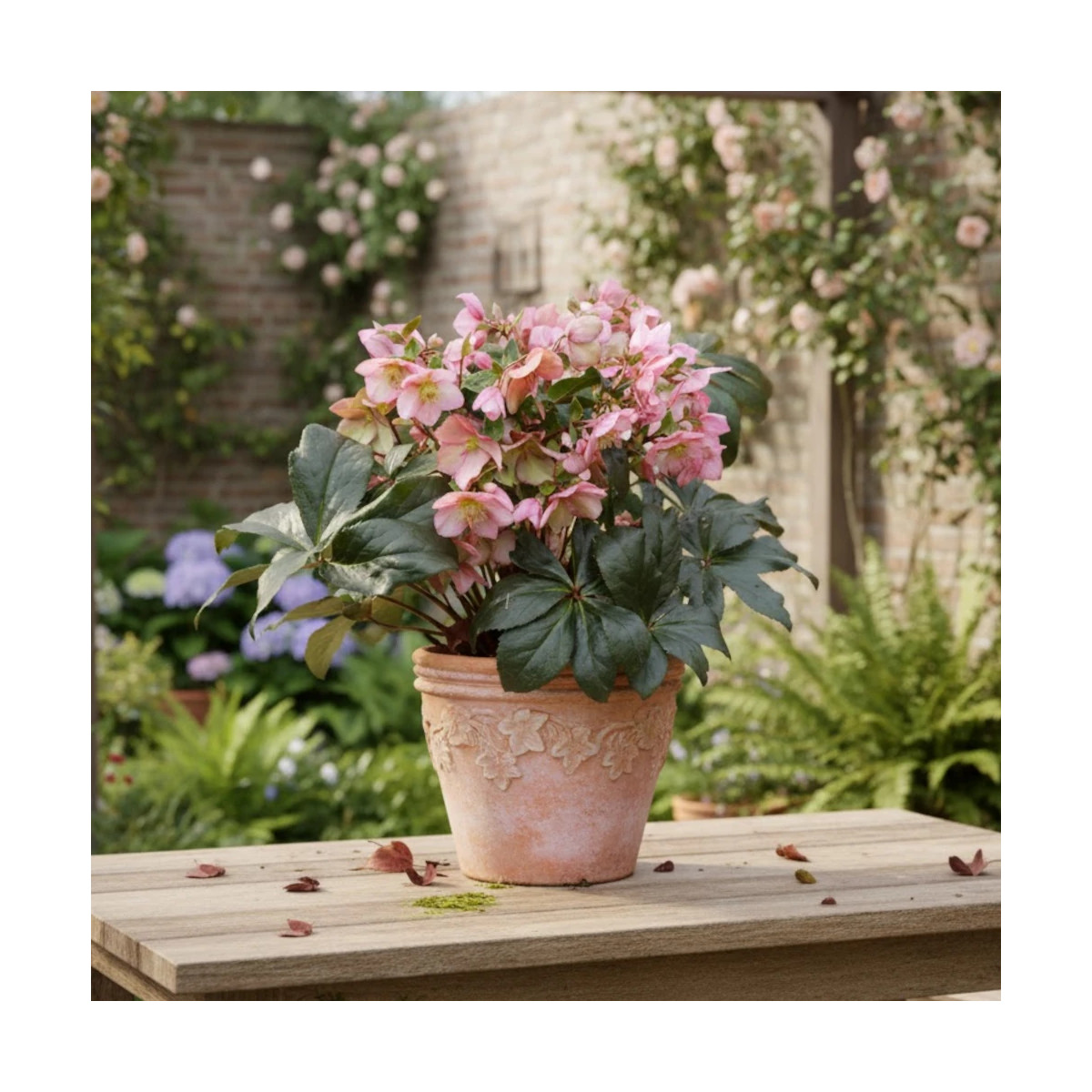 Hellébore HGC® Ice N' Roses® Early Rose