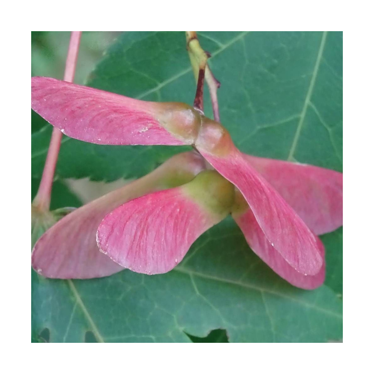 Érable du Japon Osakazuki, Acer palmatum