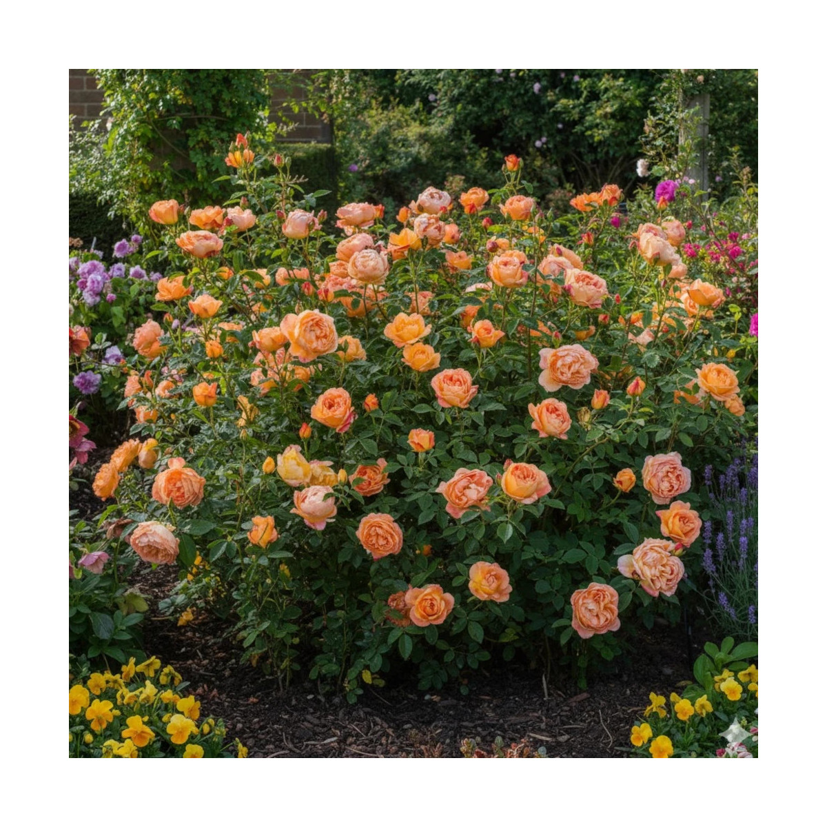 Rosier ancien Lady of Shalott® 'Ausnyson' Rosier ancien Lady of Shalott® 'Ausnyson'