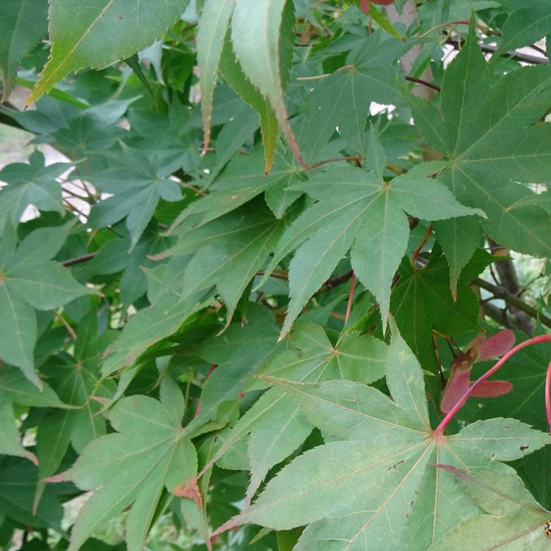 Érable du Japon Osakazuki, Acer palmatum