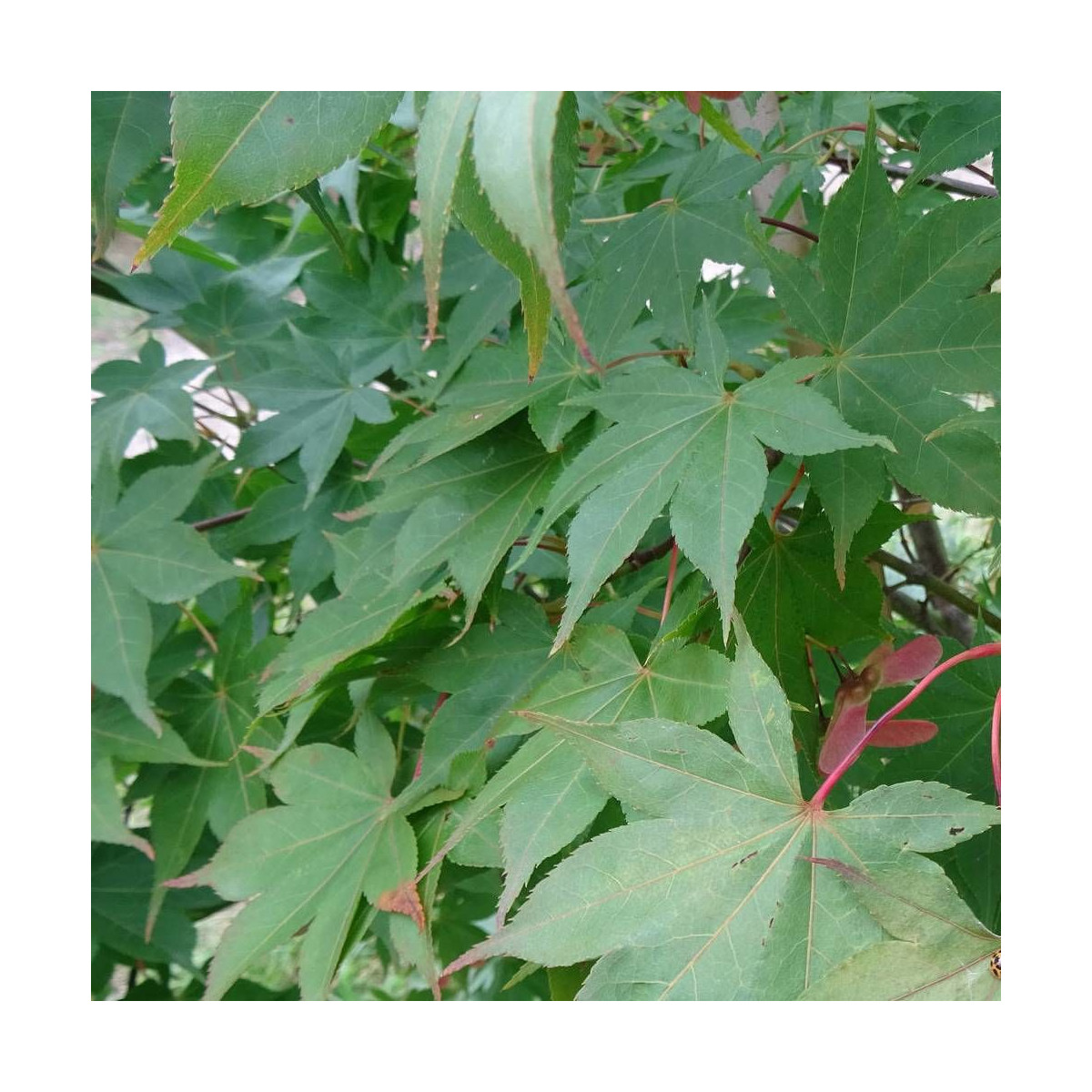 Érable du Japon Osakazuki, Acer palmatum