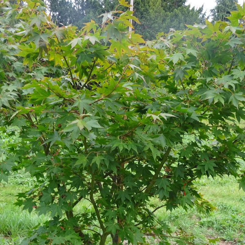 Érable du Japon Osakazuki, Acer palmatum
