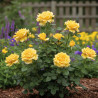 Rosier à grandes fleurs Bernard Hinault® \'Crobourg\'