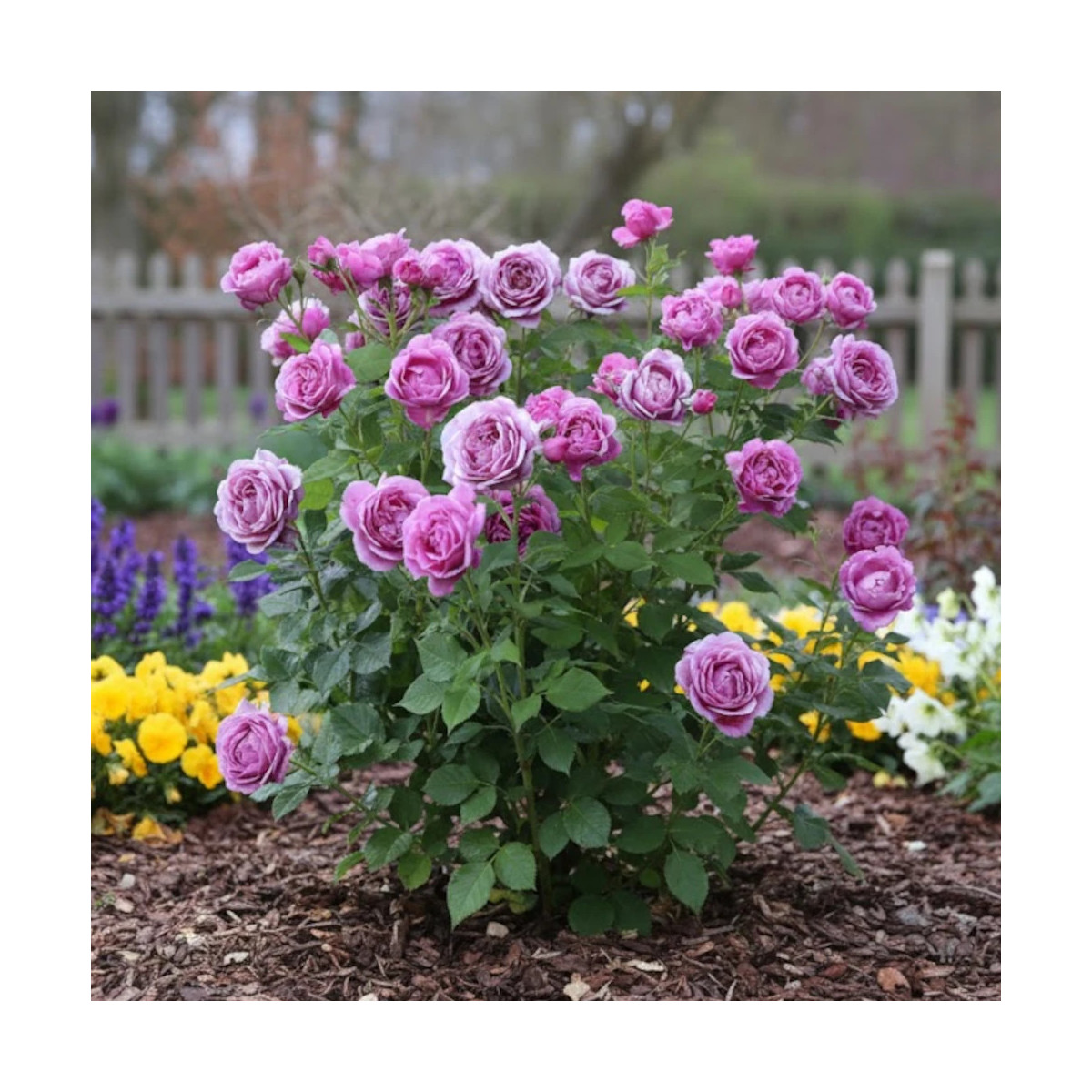 Rosier arbustif Catherine de Médicis® 'KORjupvio'
