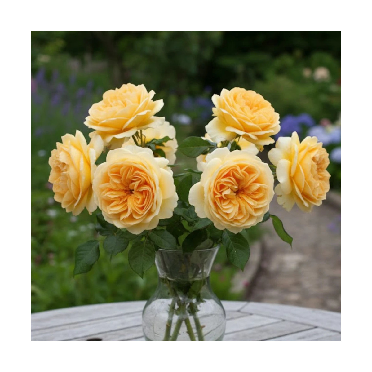 Rosier arbustif Anisade® 'Wekvossutono'
