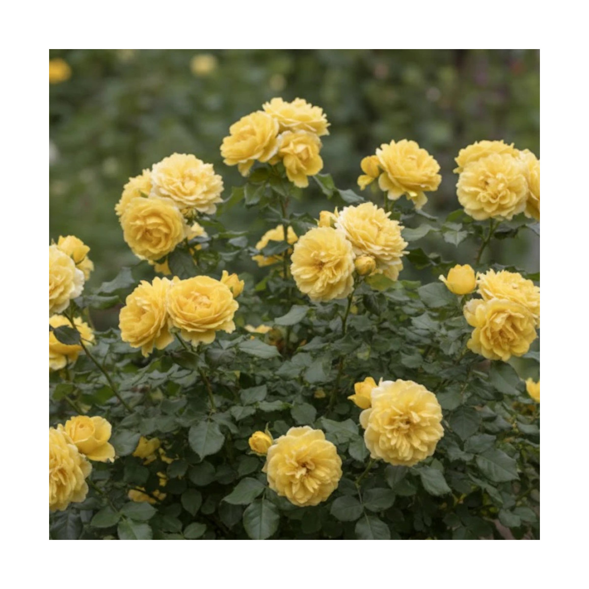 Rosier arbustif Anisade® 'Wekvossutono'