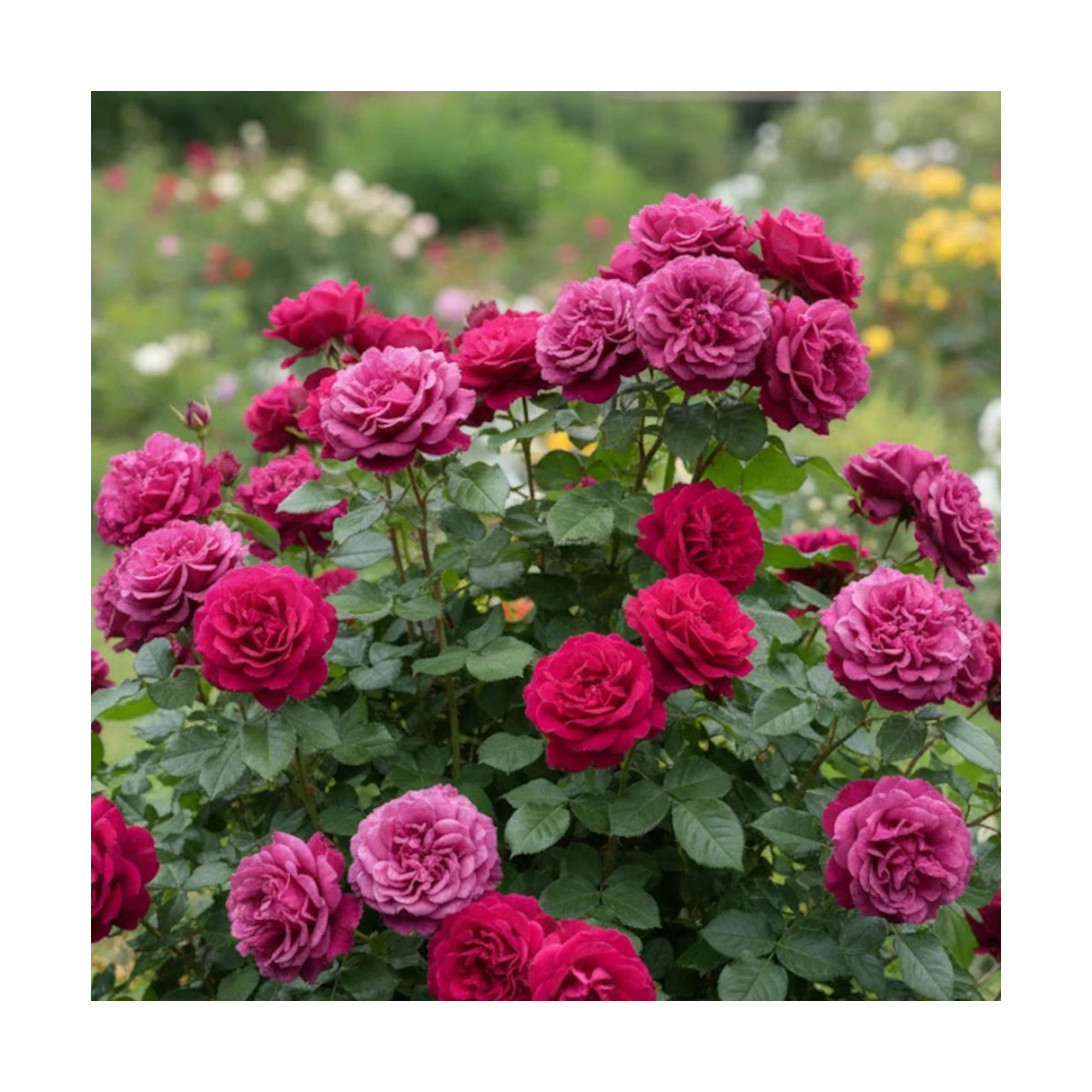Rosier arbustif Blue Eden® 'Wekisosblip'