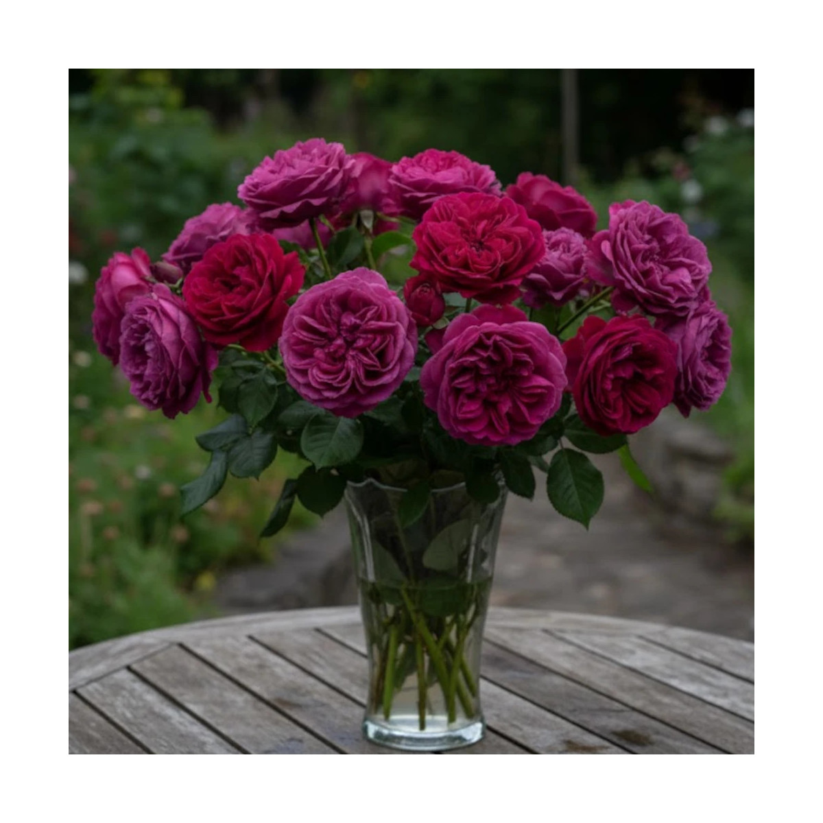 Rosier arbustif Blue Eden® 'Wekisosblip'