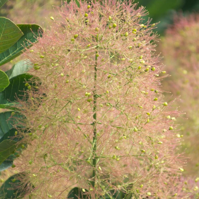 Arbre à perruque Young Lady, Cotinus
