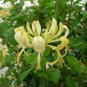 Chèvrefeuille Scentsation®