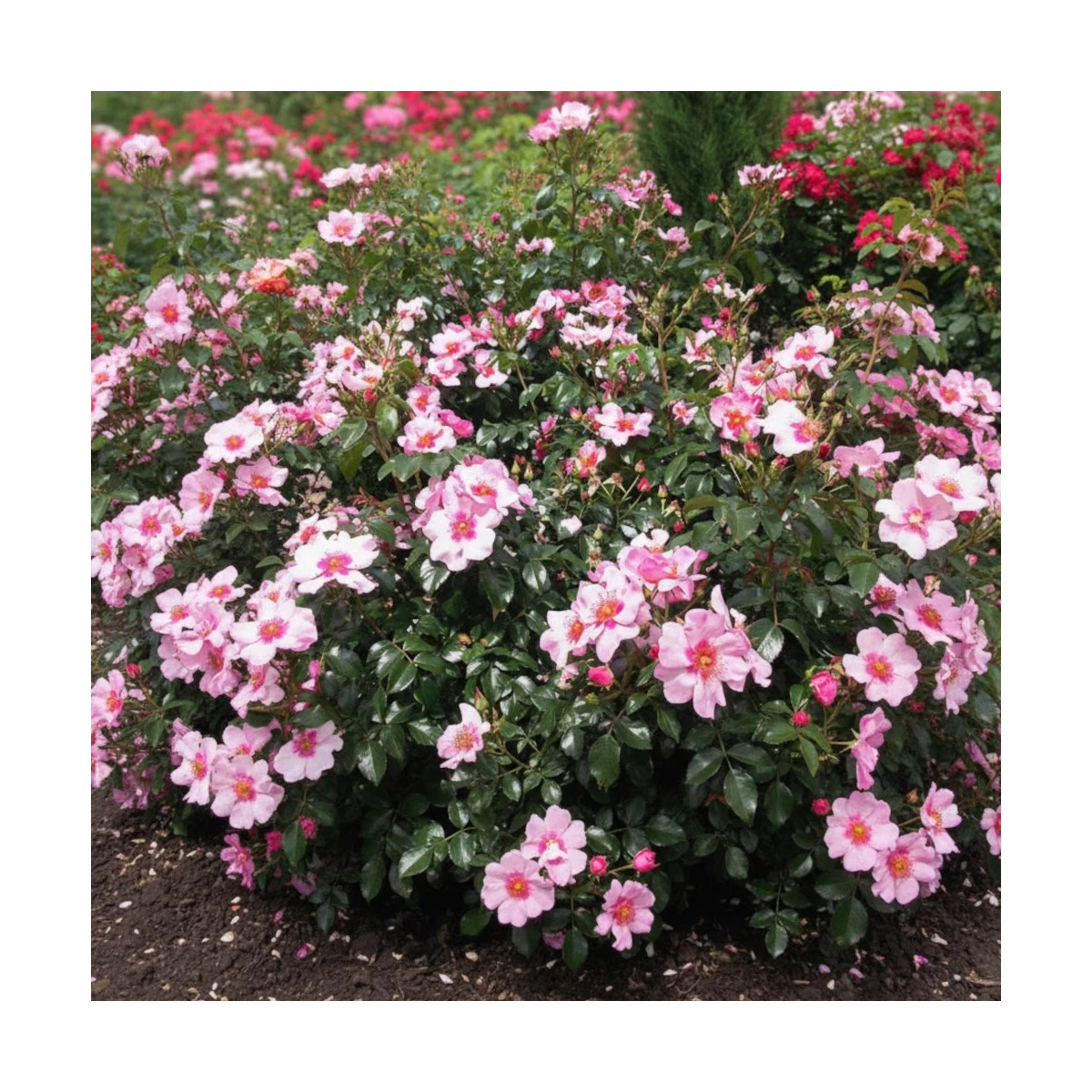 Rosier arbustif Peace and Love® 'Chewsunsign'