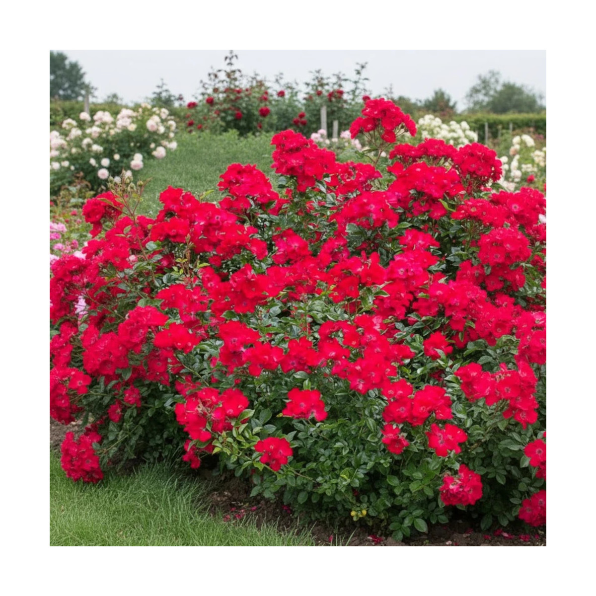 Rosier arbustif Pink Flash® 'Trakeeplac'