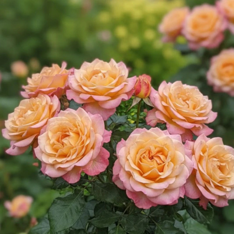 Rosier à grandes fleurs Rochemenier Village® 'Frycalm'