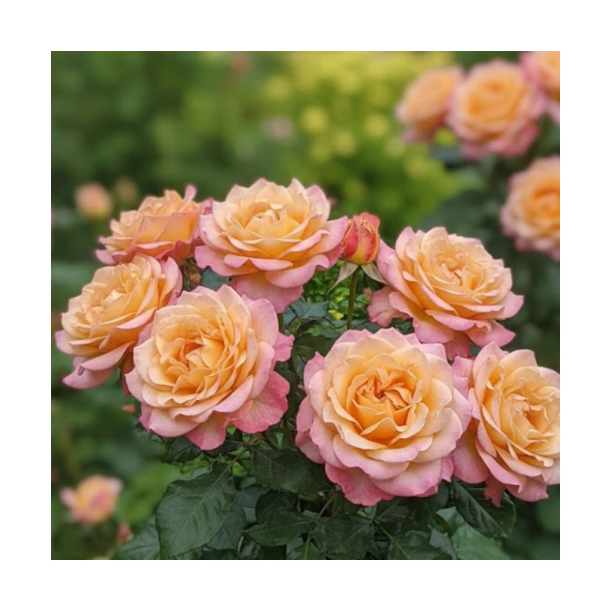 Rosier arbustif Rochemenier Village® 'Frycalm'