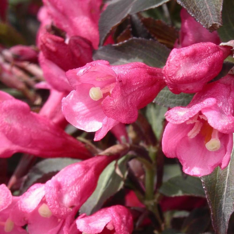 Weigela Victoria, Weigelia