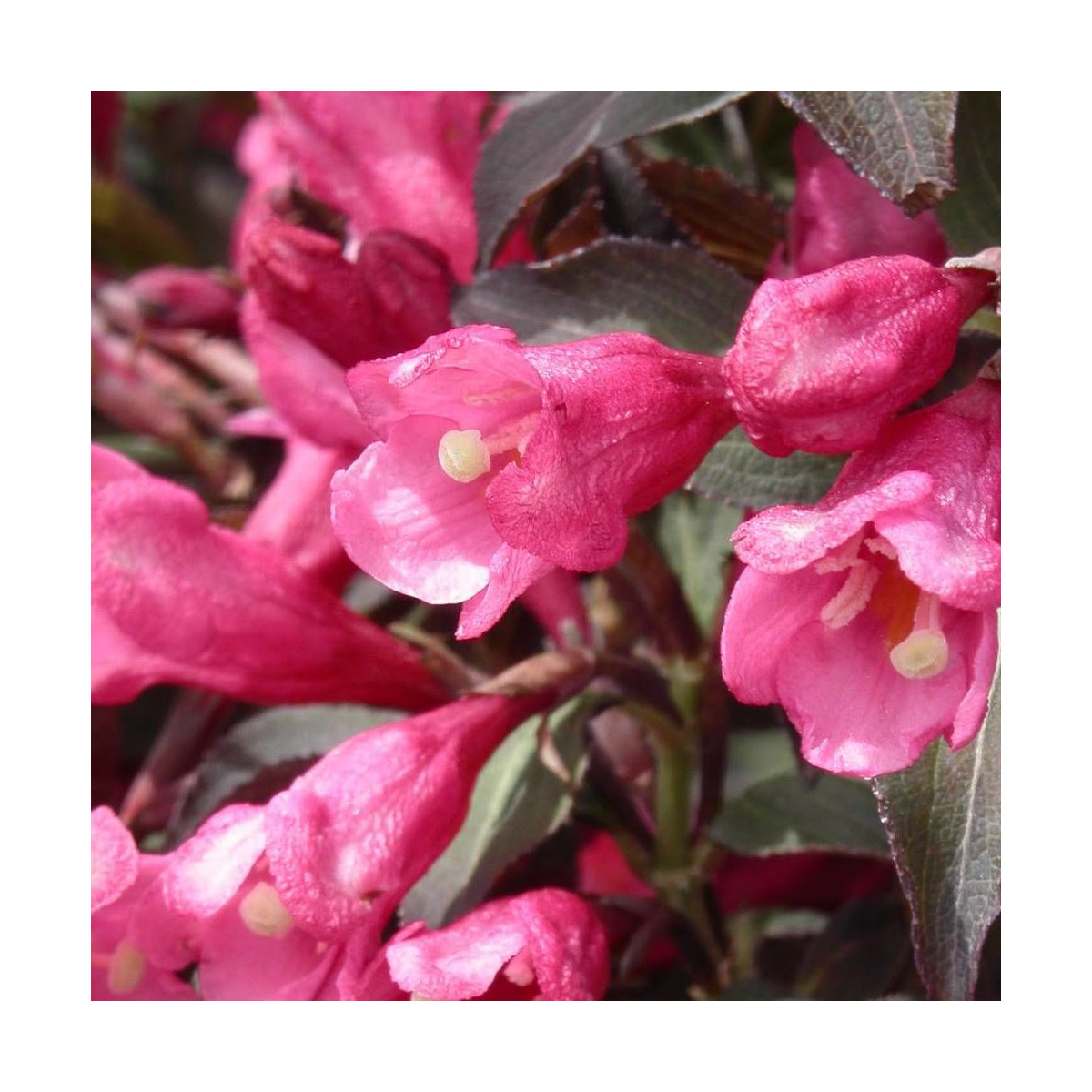 Weigela Victoria, Weigelia Weigela Victoria, Weigelia
