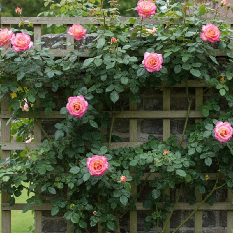 Rosier grimpant Roxane® 'Lapdalsar'