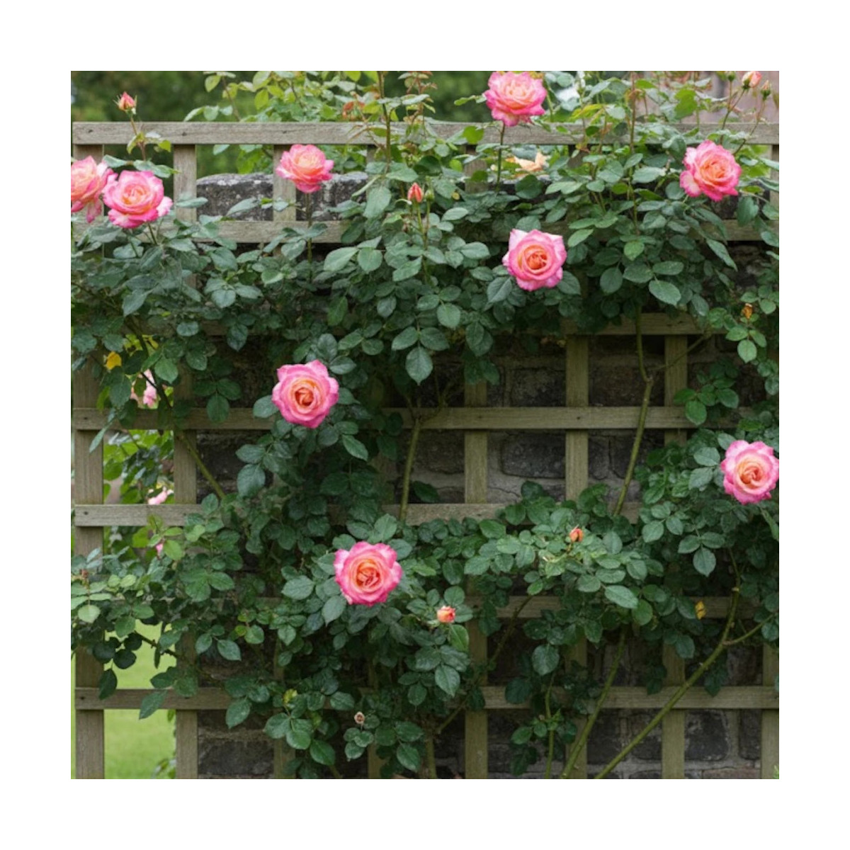 Rosier grimpant Roxane® 'Lapdalsar'