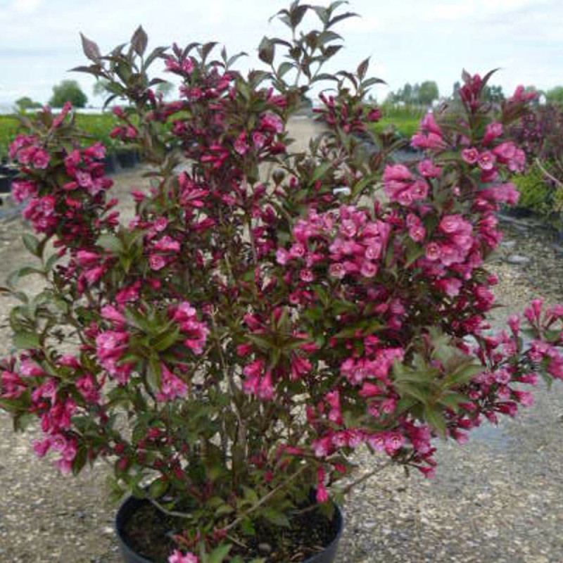 Weigela Victoria, Weigelia