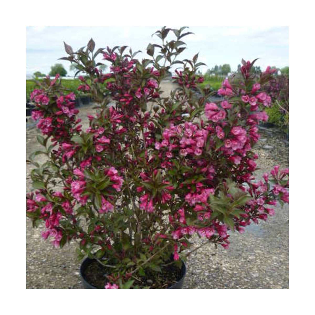 Weigela Victoria, Weigelia Weigela Victoria, Weigelia