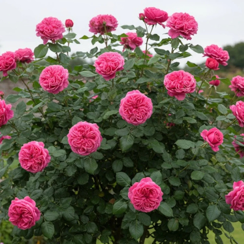 Rosier arbustif Audrey Fleurot® 'Meicatess'