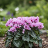 Cyclamen mini Petit Moulin®