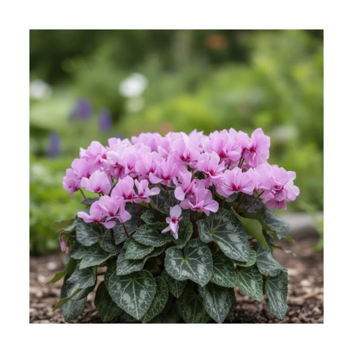 Cyclamen mini Petit Moulin®