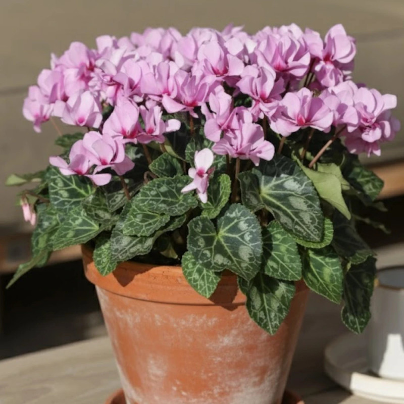 Cyclamen mini Petit Moulin®