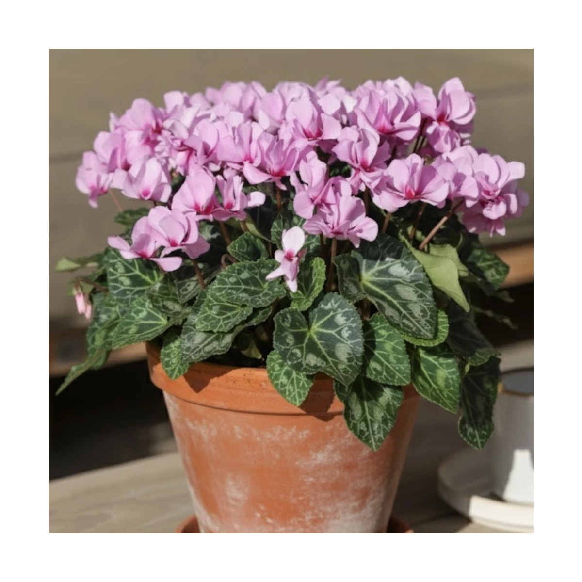 Cyclamen mini Petit Moulin®