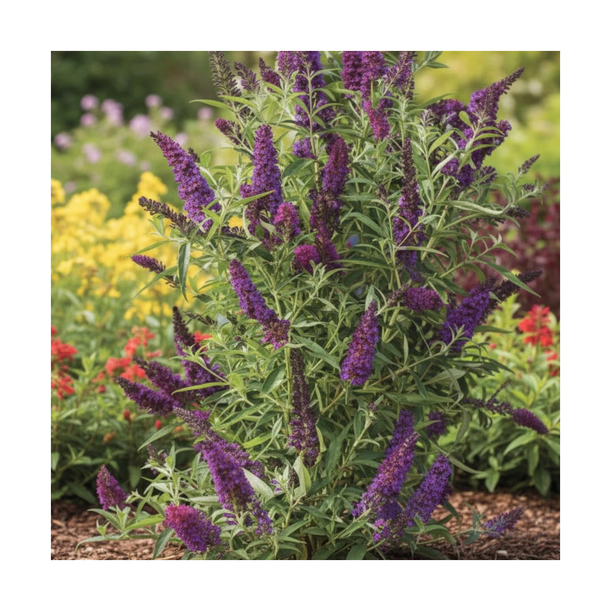 Arbre aux papillons Butterfly Tower® 'Tobud1305' - SILENCE, ça pousse !, Buddleia