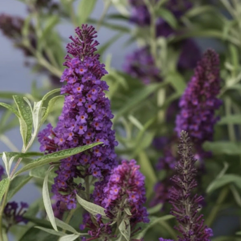 Arbre aux papillons Butterfly Tower® 'TOBUD1305', Buddleia