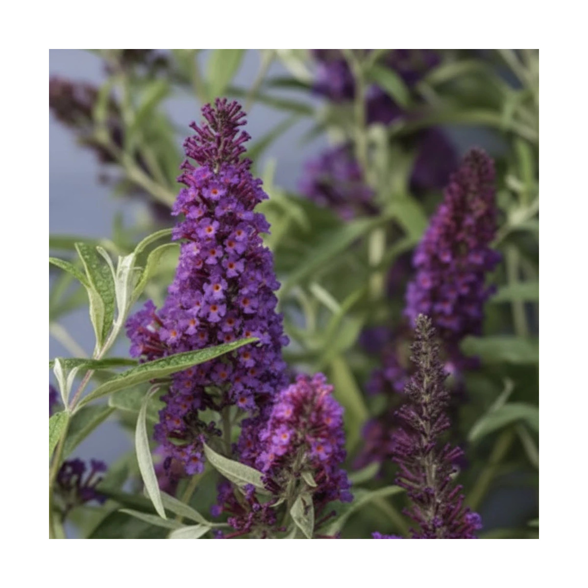 Arbre aux papillons Butterfly Tower® 'TOBUD1305', Buddleia