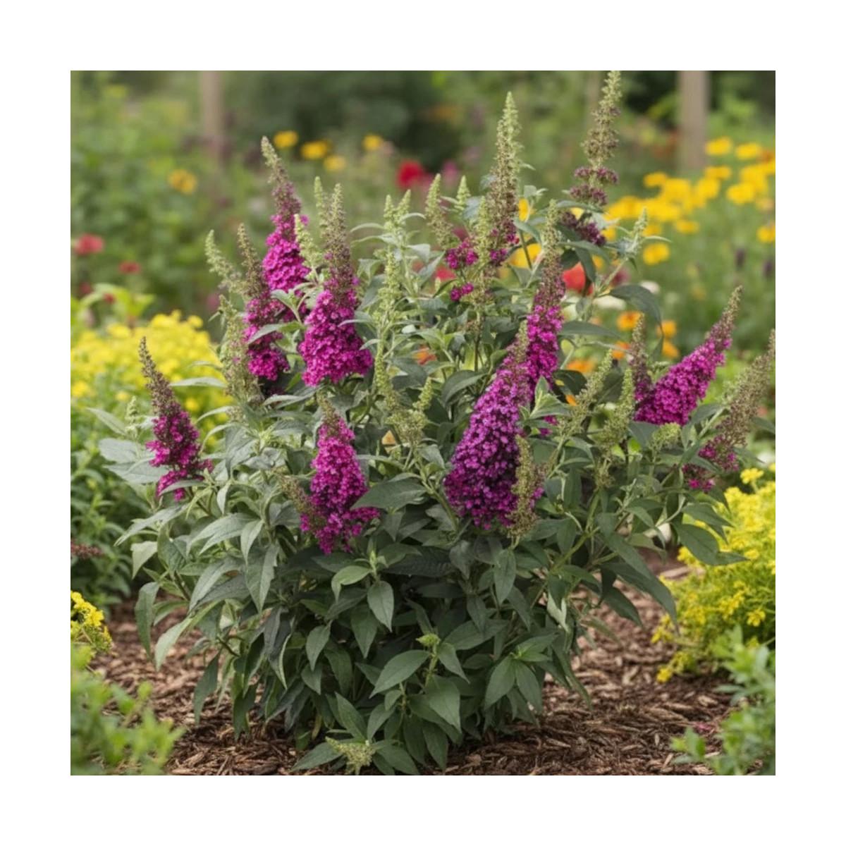 Buddleia Buzz™ Hot Raspberry : Arbre aux papillons rose vif