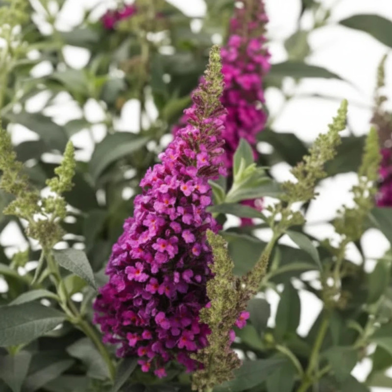 Arbre aux papillons Buzz™ Hot Raspberry, Buddleia