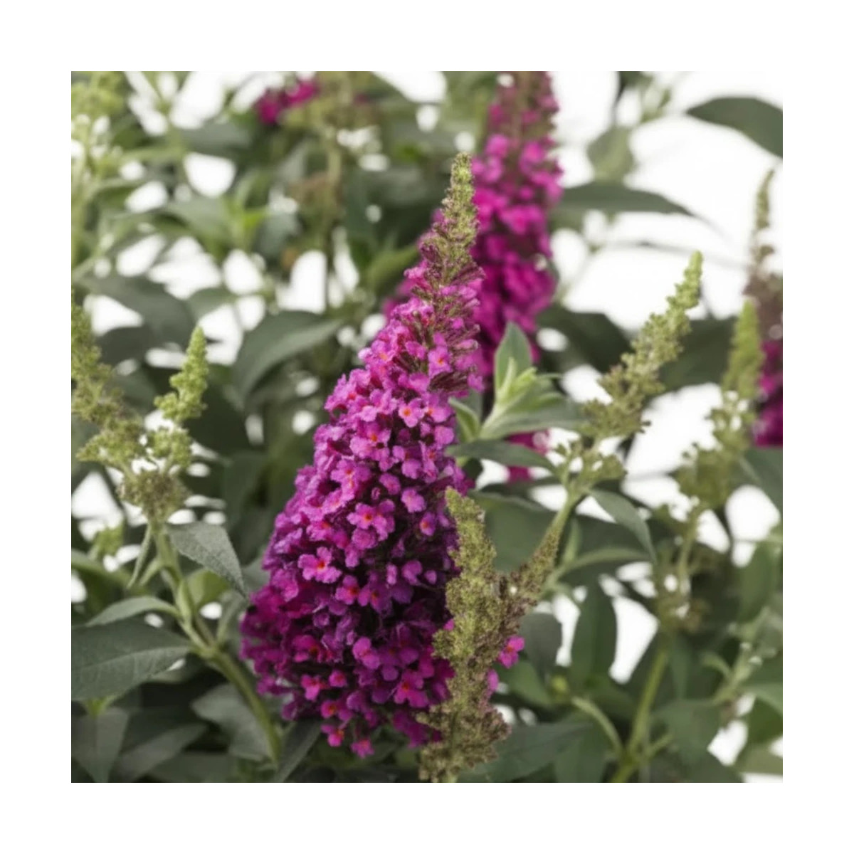 Arbre aux papillons Buzz™ Hot Raspberry, Buddleia