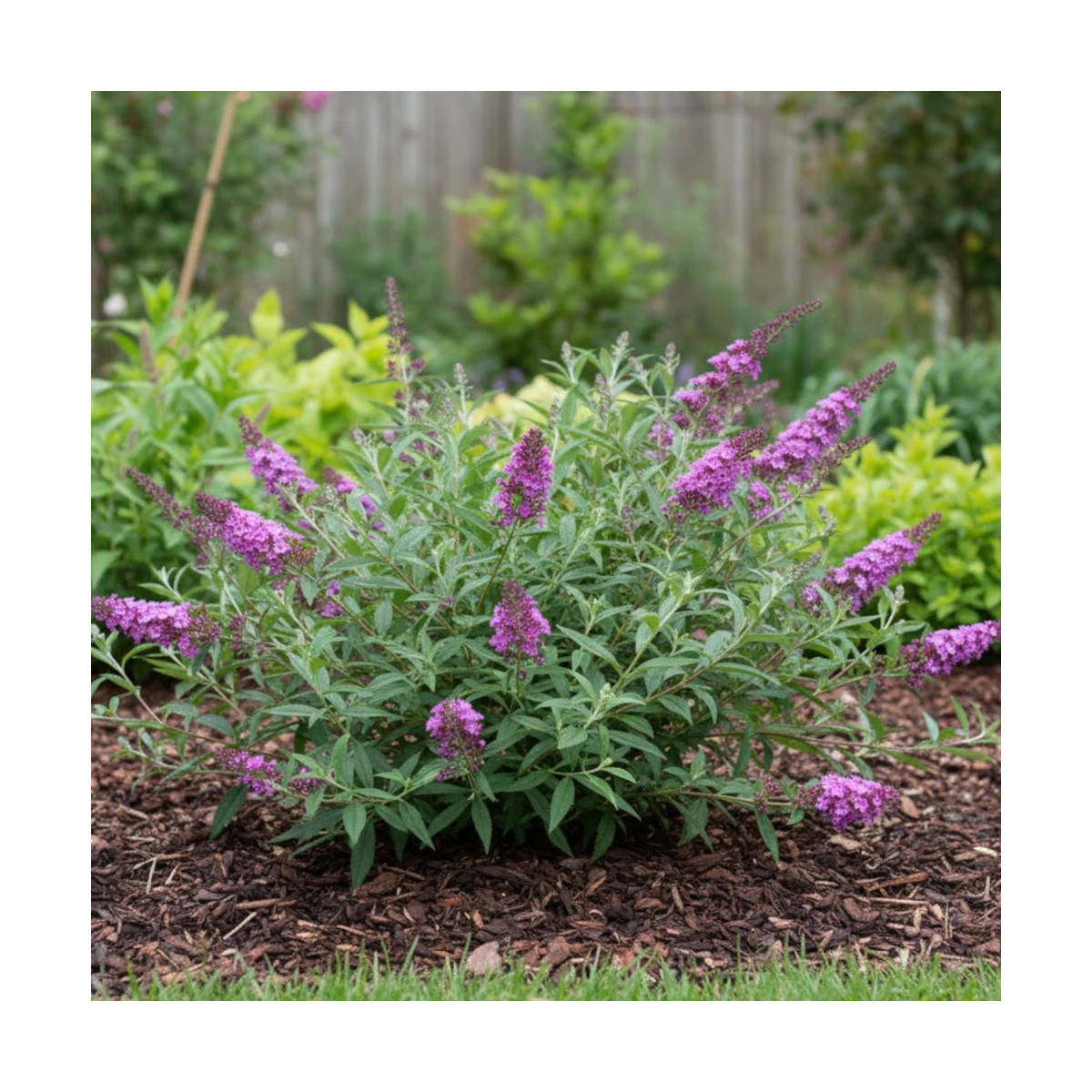 Arbre aux papillons Free Petite© Dark Pink 'Podaras 10', Buddleia Arbre aux papillons Free Petite© Dark Pink 'Podaras 10', Buddleia