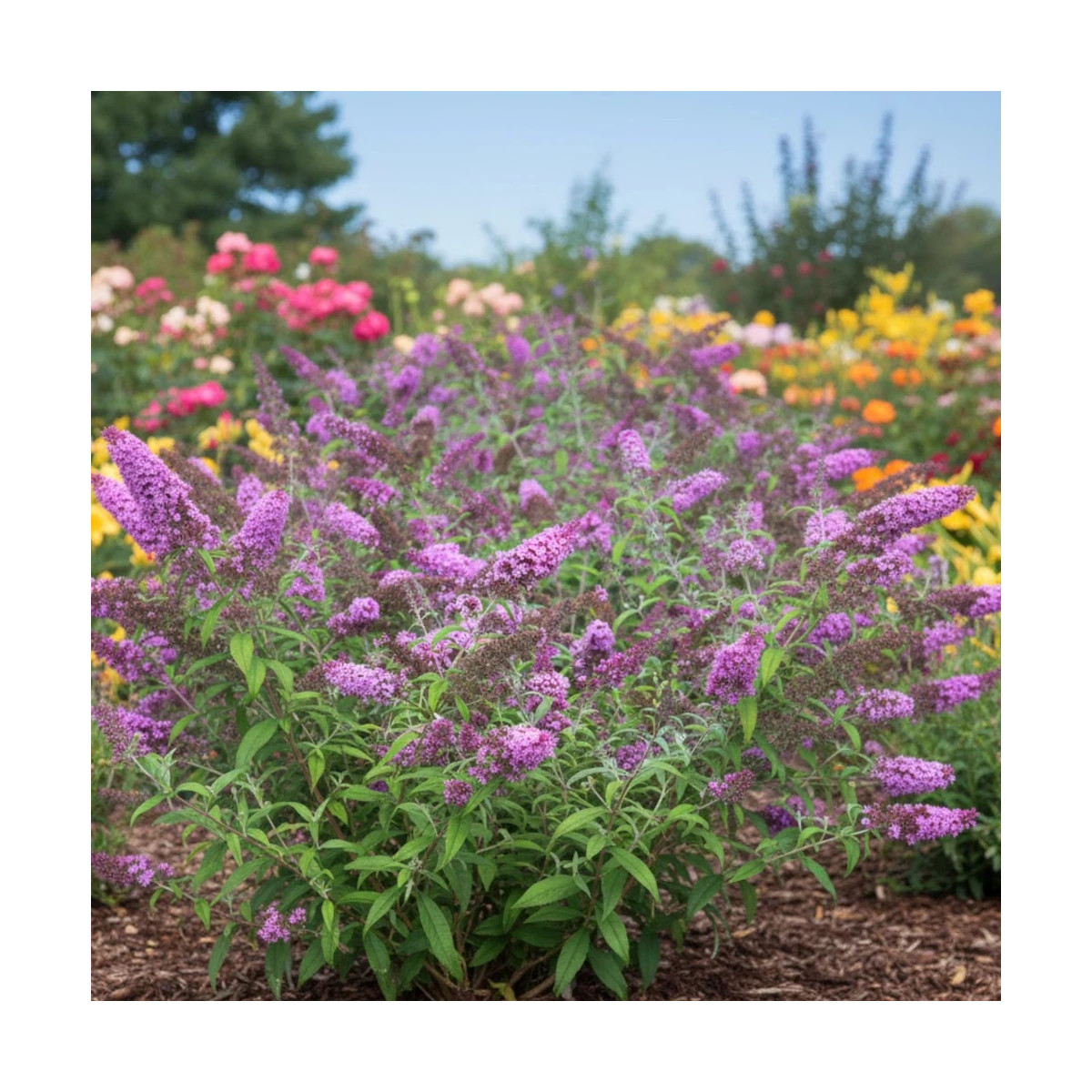 Arbre aux papillons rose Ile de France, Buddleia