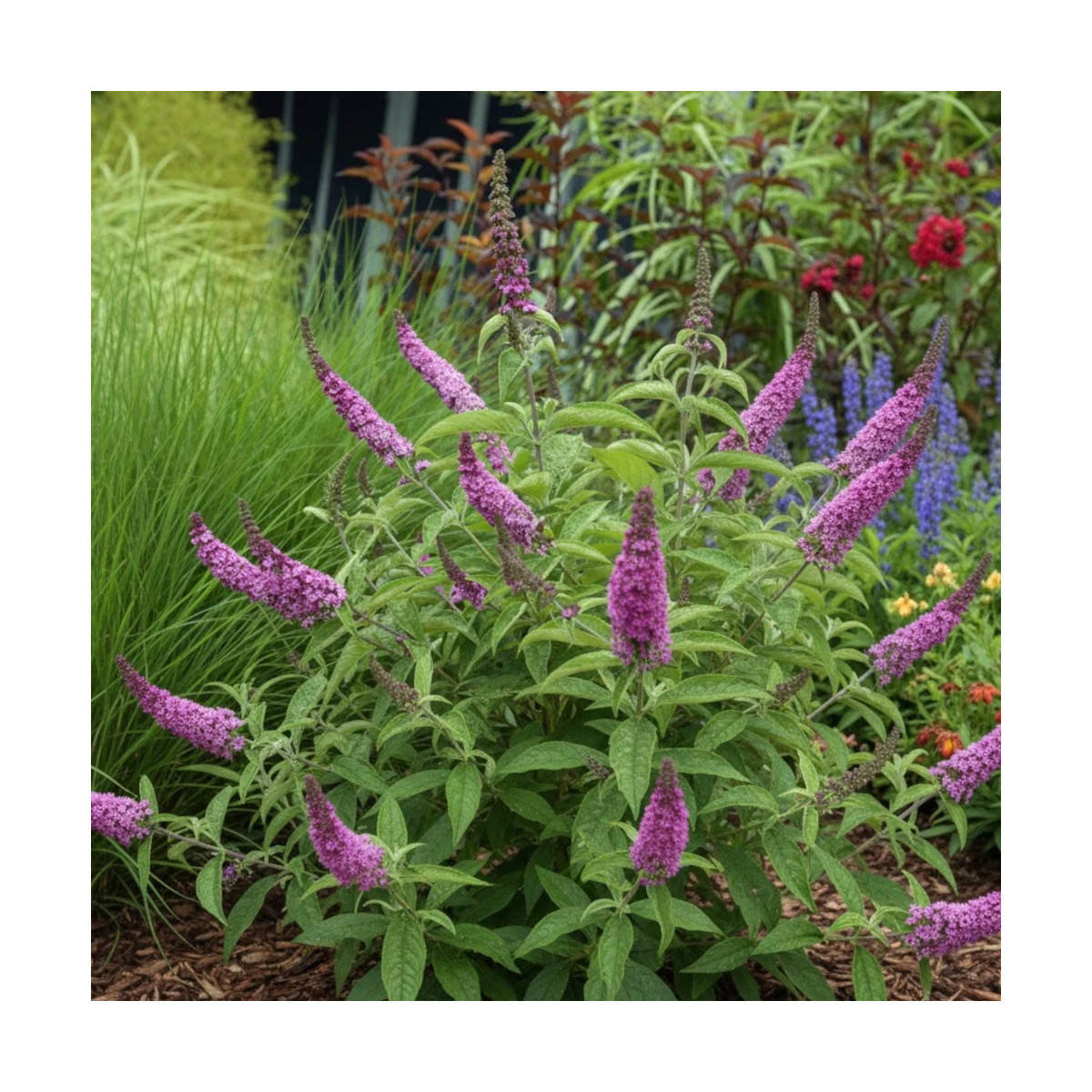 Arbre aux papillons nain Pink Micro Chip® - SILENCE, ça pousse !, Buddleia Arbre aux papillons nain Pink Micro Chip® - SILENCE, ça pousse !, Buddleia