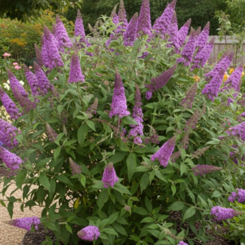 Arbre aux papillons Rêve De Papillon® Pink - SILENCE, ça pousse !, Buddleia