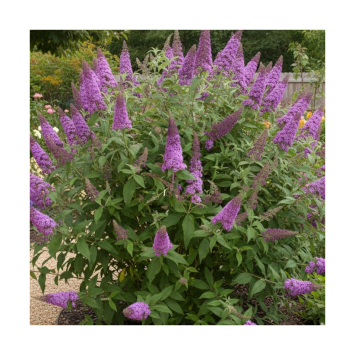 Arbre aux papillons Rêve De Papillon® Pink - SILENCE, ça pousse !, Buddleia