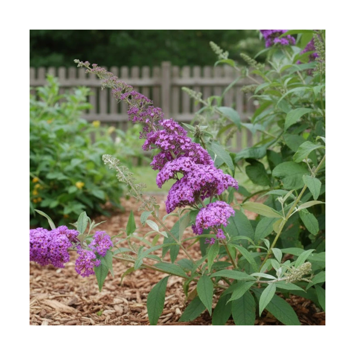 Arbre aux papillons Rêve De Papillon® Pink - SILENCE, ça pousse !, Buddleia