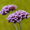 Verveine de Buenos-Aires bonariensis