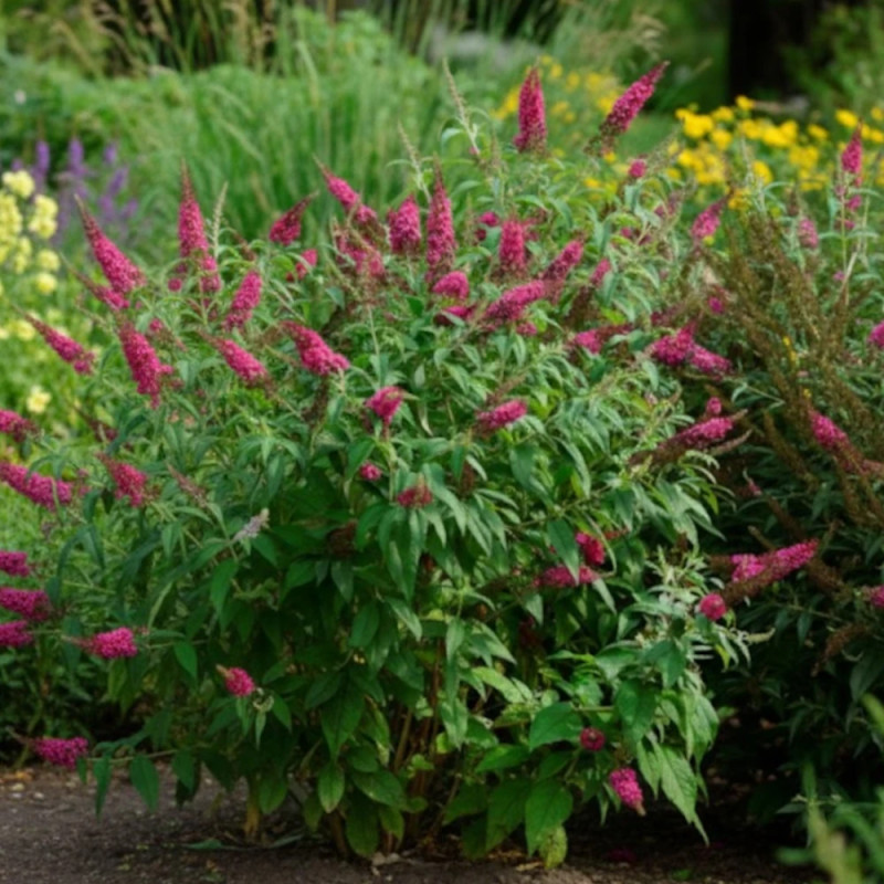 Arbre aux papillons Rêve De Papillon® Red - SILENCE, ça pousse !, Buddleia