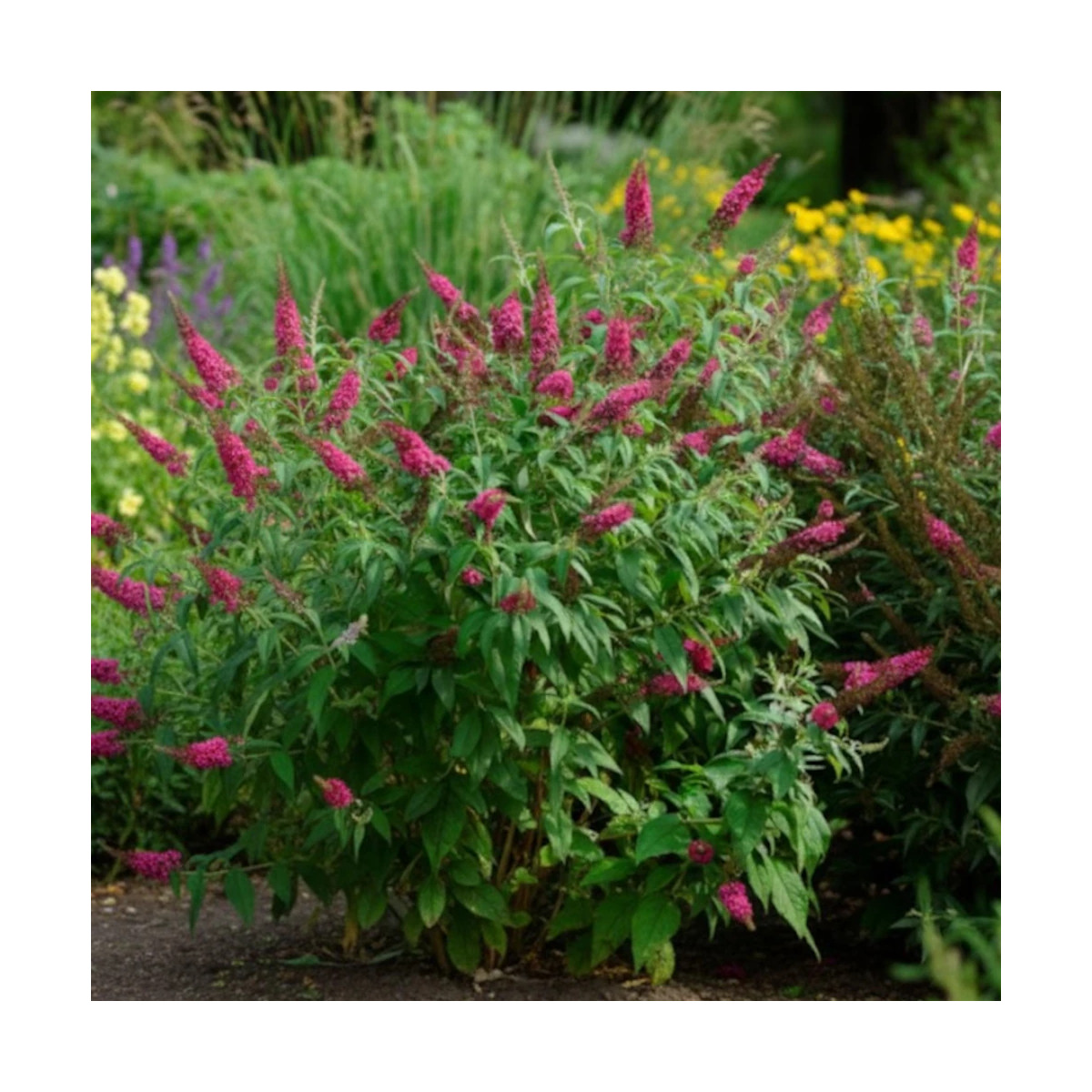 Arbre aux papillons Rêve De Papillon® Red - SILENCE, ça pousse !, Buddleia
